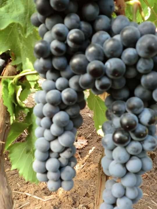 Виноград Ливандийский черный Р13