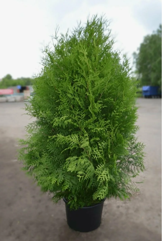 Туя западная Брабант КОМ h=120-140