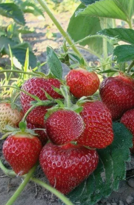 Клубника Симфония Р9