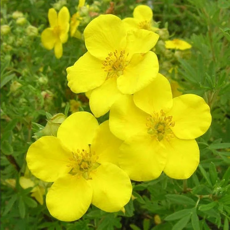 Лапчатка сорта. Лапчатка кустарниковая Goldfinger. Лапчатка кустарниковая Potentilla fruticosa “Goldfinger”. Лапчатка кустарниковая ‘Goldfinger’, 'GOLDSTAR'. Лапчатка кустарниковая желтая.