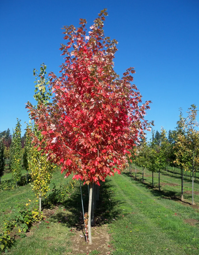 Клен красный Acer rubrum. Acer rubrum (клен красный) 'Red Sunset'. Клен красный Сканлон. Клен остролистный ред Сансет.