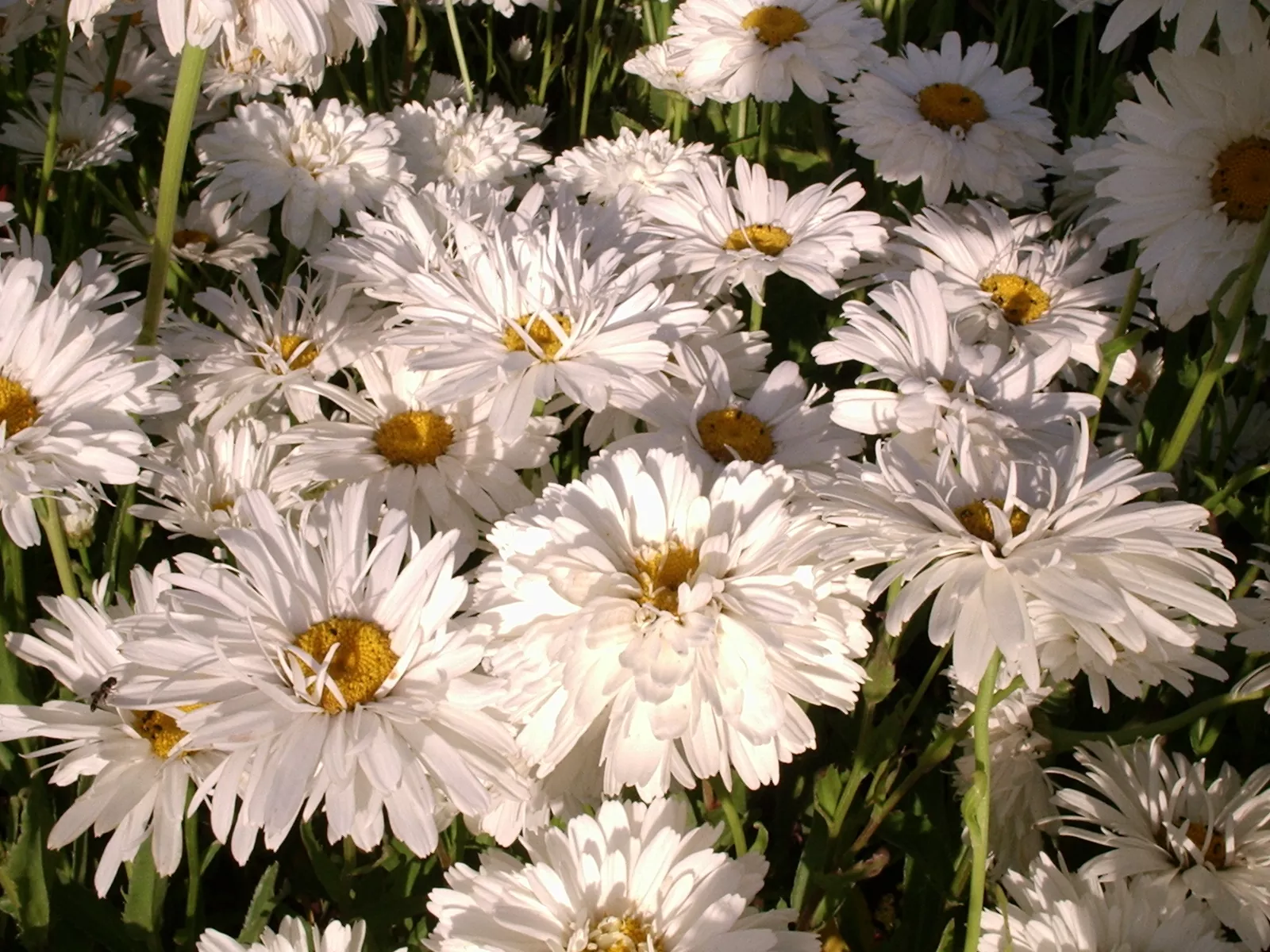 Нивяник крупноцветковый белый фото и описание