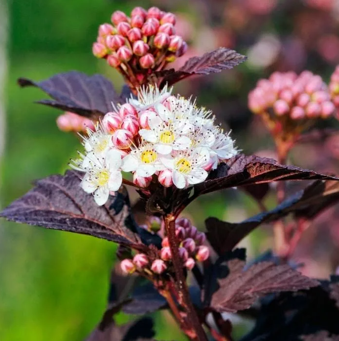 Пузыреплодник калинолистный Миднайт С3 h=30-40