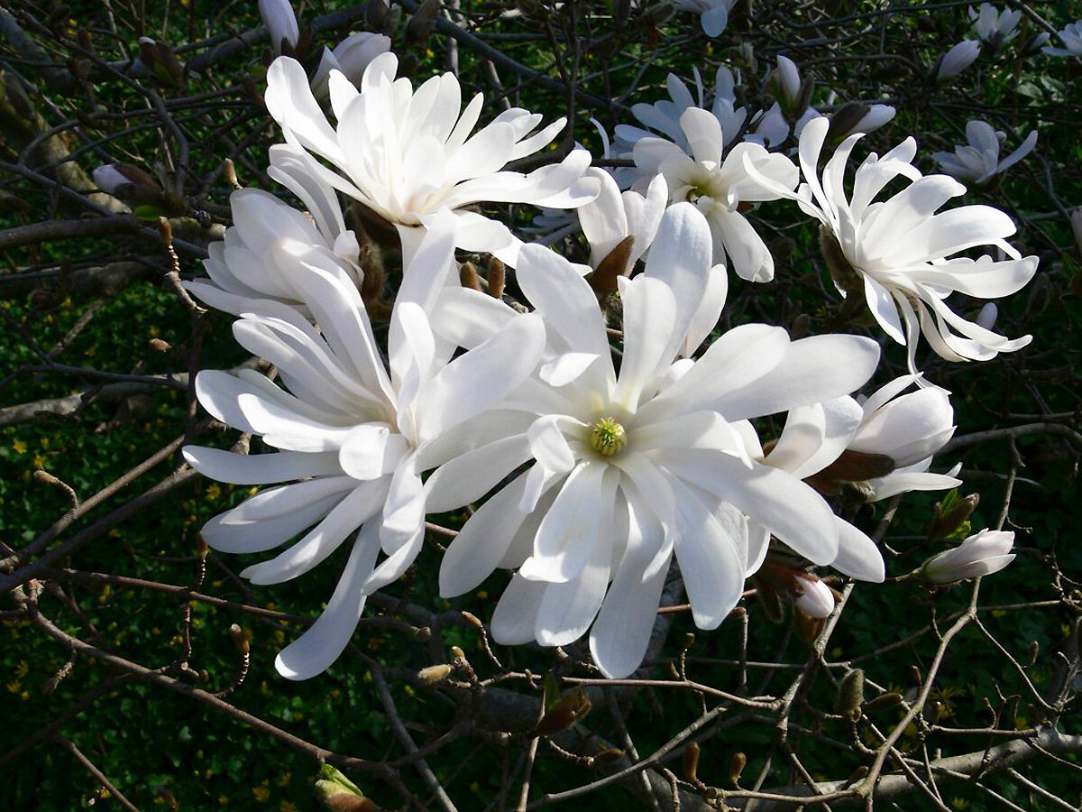 Магно́лия звёздчатая (Magnolia stellata)