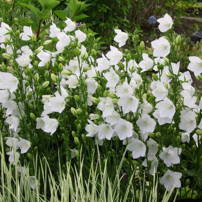 Колокольчик высокий фото. Колокольчик персиколистный Alba Campanula persicifolia.