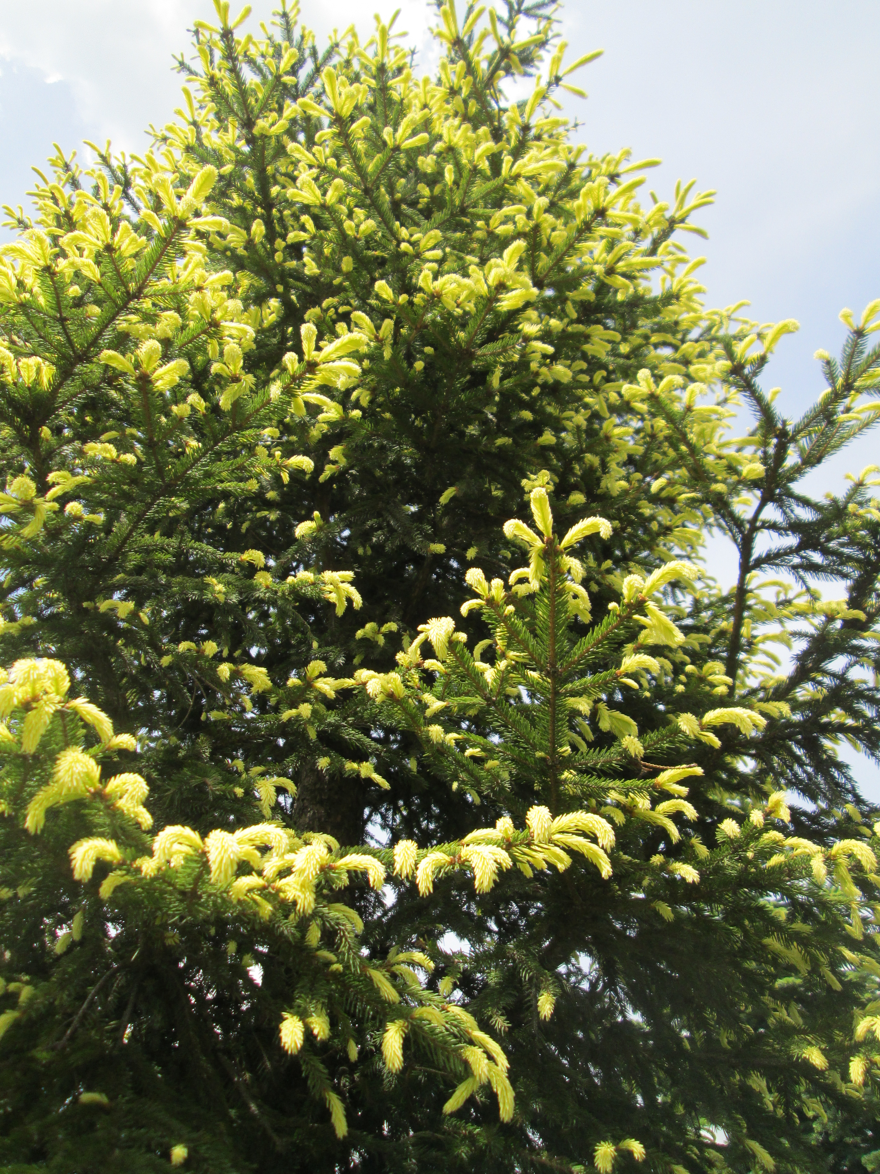 Picea Abies Aureospicata