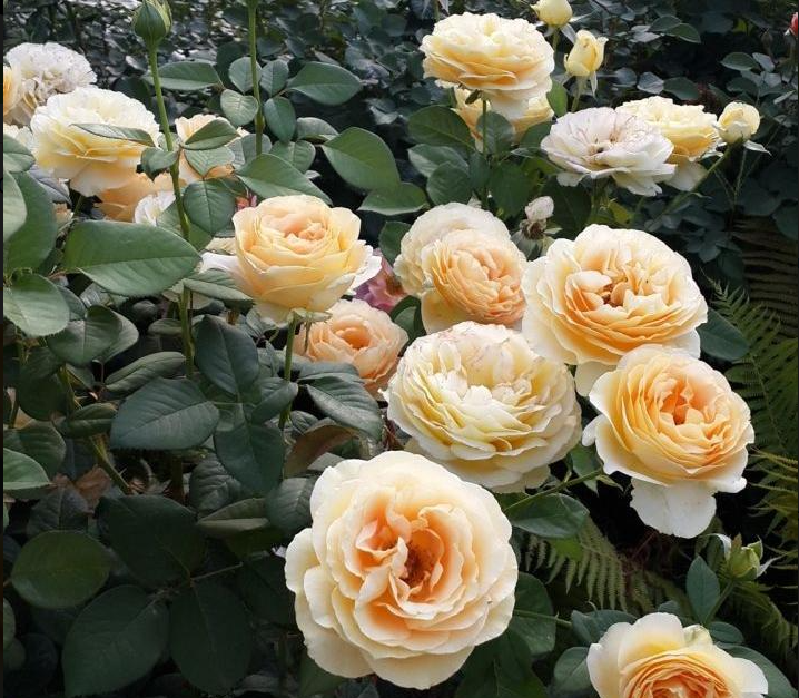 Роза чайно-гибридная Кэндллайт С2 Тантау