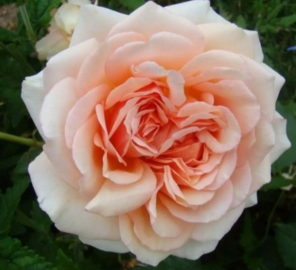 Роза чайно-гибридная Таити С3-4