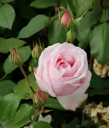 Роза флорибунда Петит Трианон С3-4