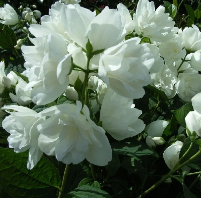 Чубушник дама бланш фото. Чубушник (Philadelphus Dame Blanche. Чубушник гибридный Сноубель. Чубушник дейм Бланш. Чубушник венечный Шнеештурм.